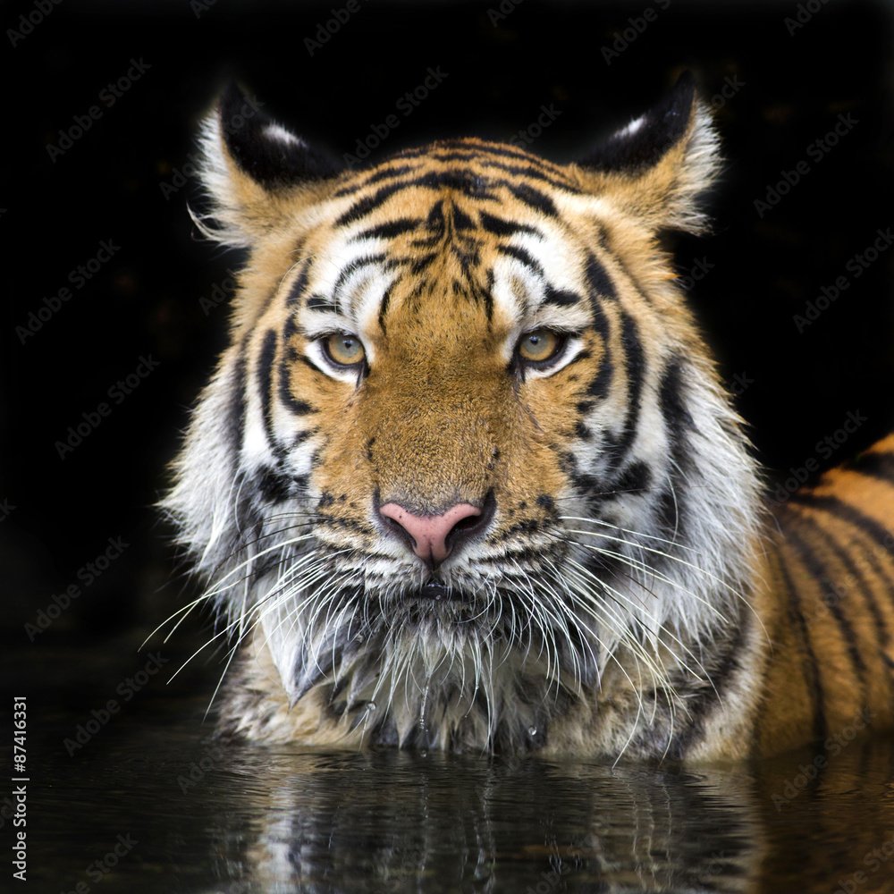 Tiger Sumatran Tiger Sumatran
