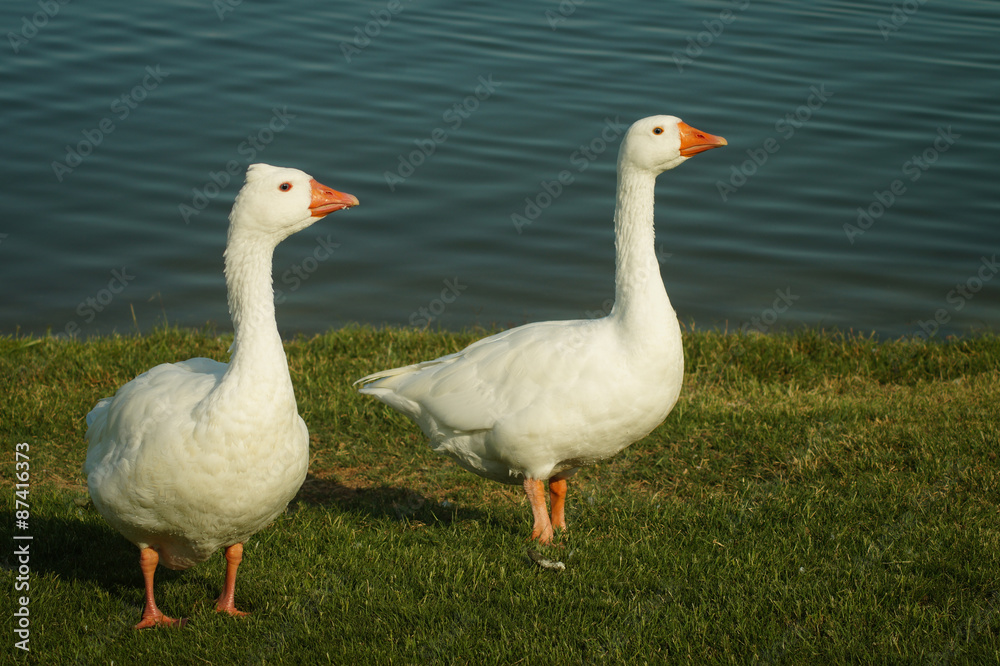 Obraz premium Gansos en el estanque