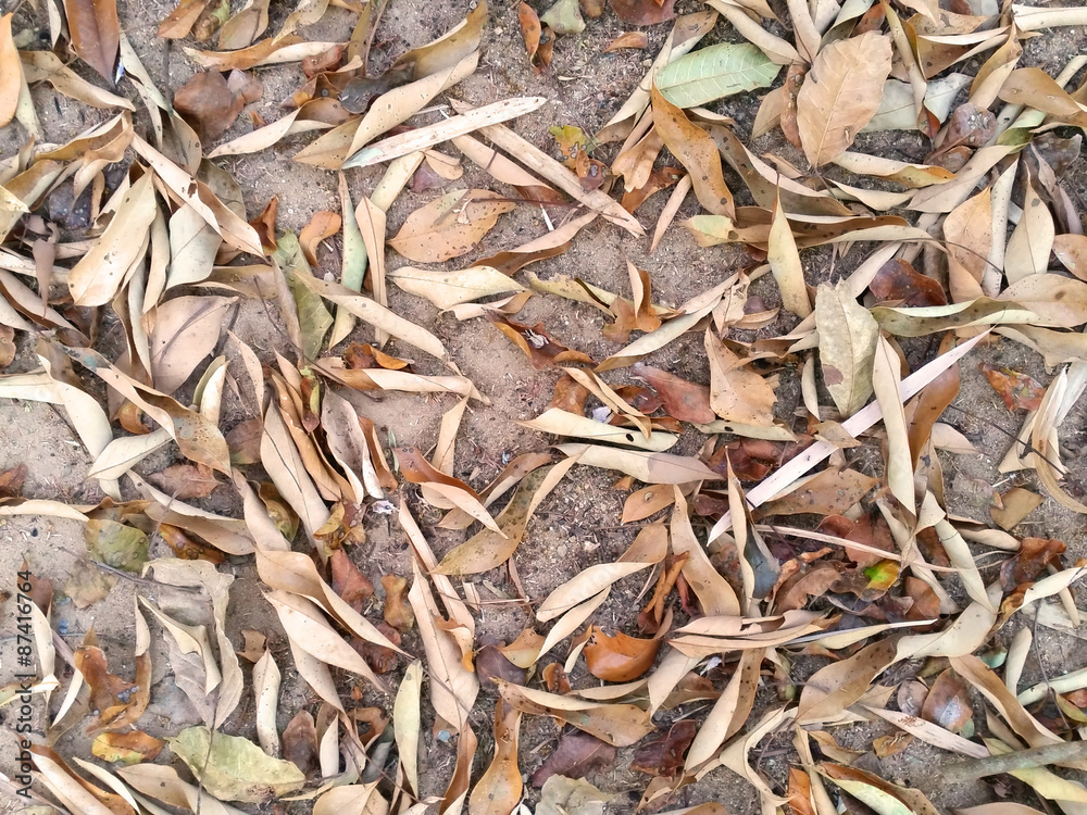 Dry leaves fall on ground as background Dry leaves fall on ground as background
