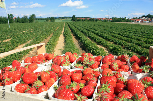 Erdbeeren Plantage an einem sonnigen Tag