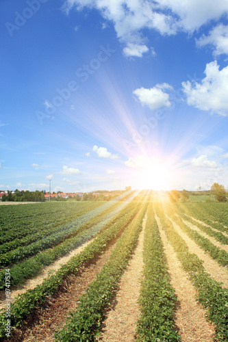 Erdbeeren Plantage an einem sonnigen Tag