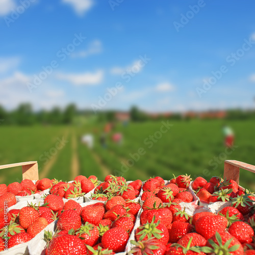 Erdbeeren Plantage an einem sonnigen Tag
