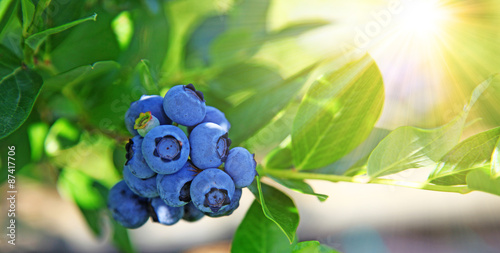 Reife und saftige Heidelbeeren