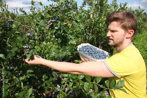 Reife und saftige Heidelbeeren