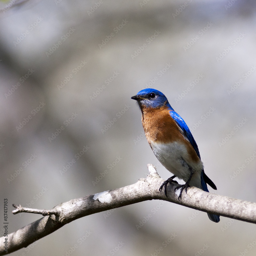 eastern bluebird sitting on a branch