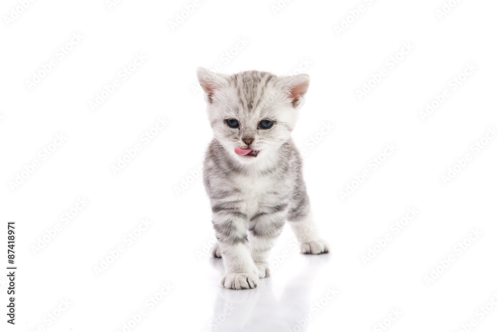 Fototapeta premium Cute american shorthair kitten licking lips