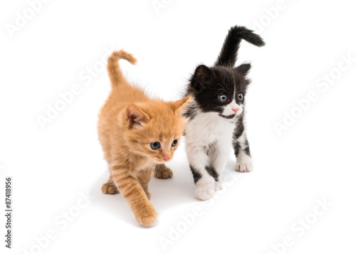 Fototapeta Naklejka Na Ścianę i Meble -  Kitten