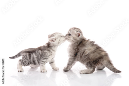 Two cute kitten kissing