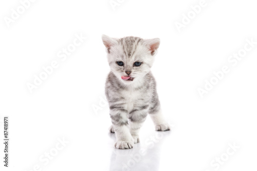 Cute american shorthair kitten licking lips
