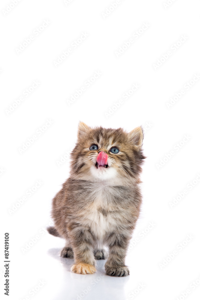 Cute tabby kitten licking lips and look up on white background