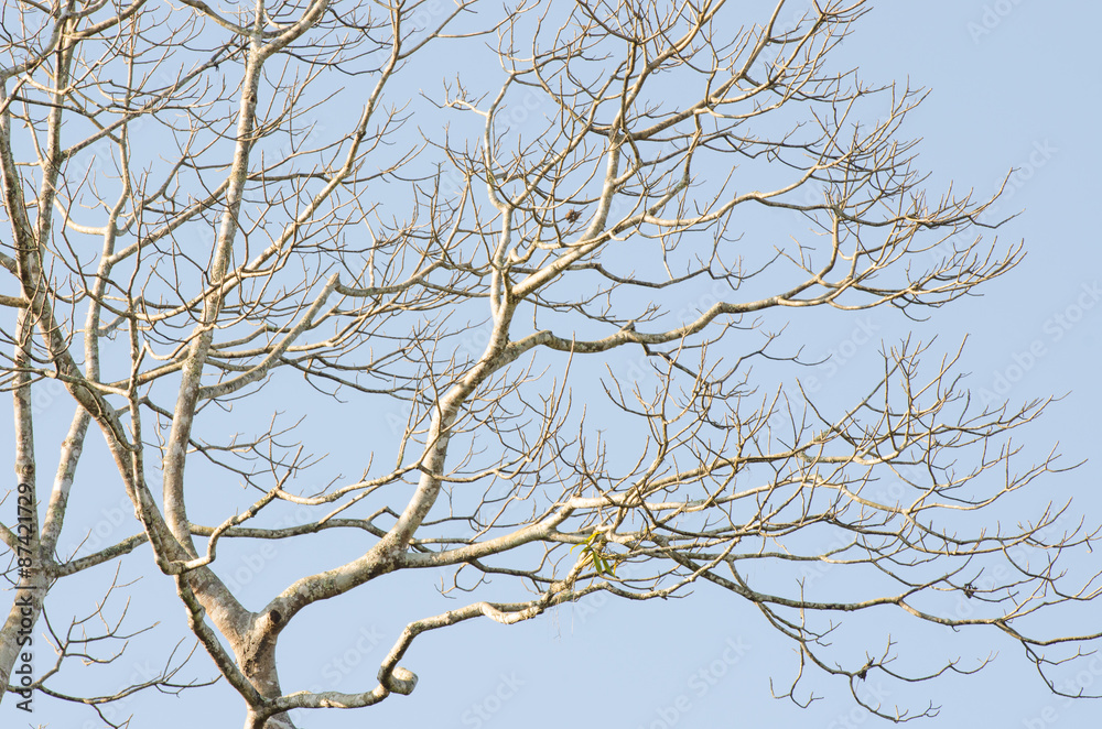 Naked branches of a tree