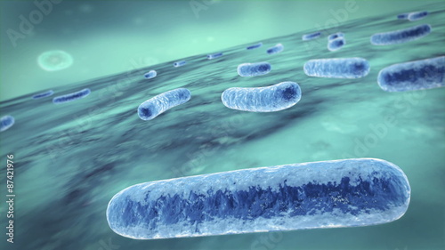 Bacteria