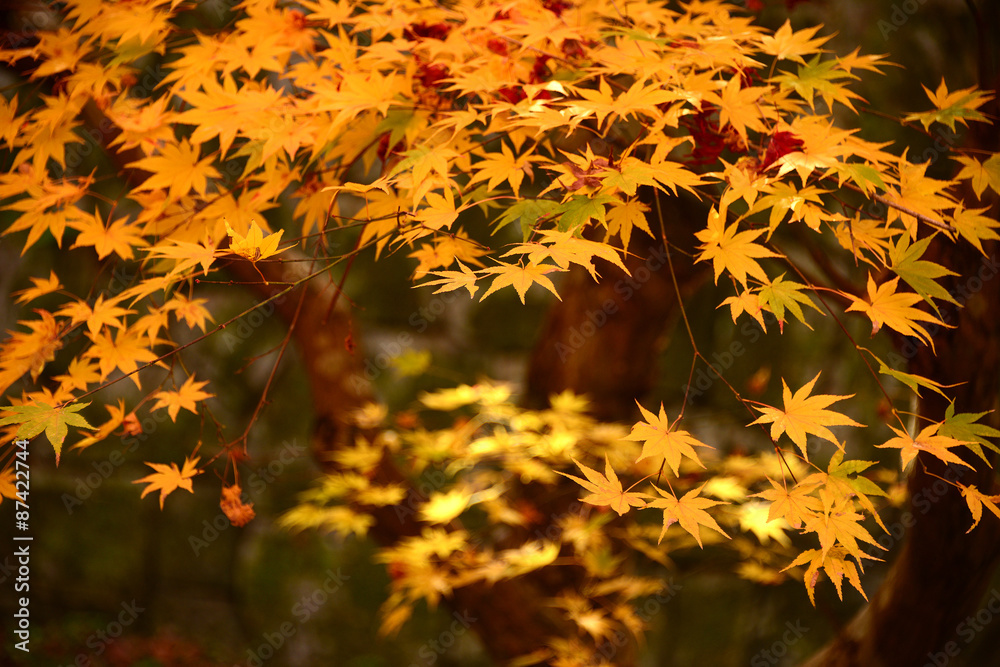 Japanese maple, Momiji tree red leaves in autumn season Japanese maple, Momiji tree red leaves in autumn season