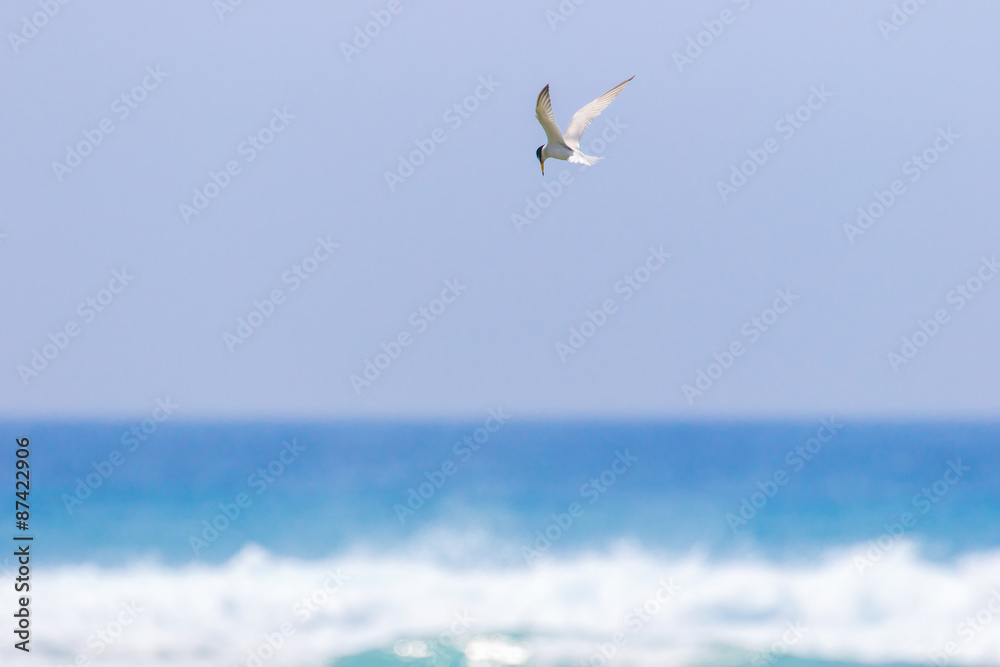 海辺を飛ぶアジサシ