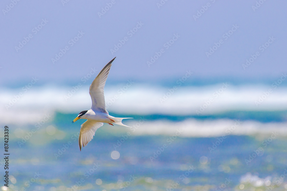 Fototapeta premium 海辺を飛ぶアジサシ
