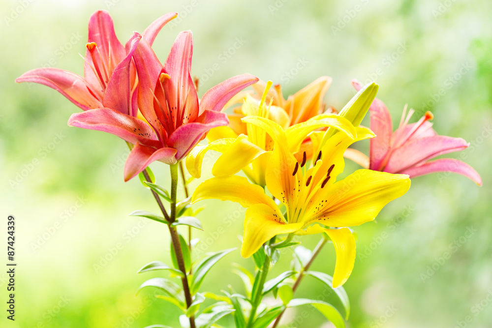 bouquet of various lilies