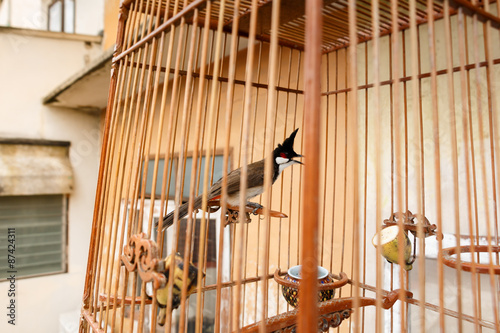 Red-whiskered Bulbul in the bird cage