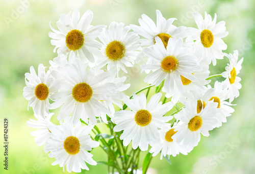 bouquet of daisy flowers © Nitr
