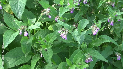 beautiful blosoming medical herb comfrey (Symphytum officinale) on summer meadow

