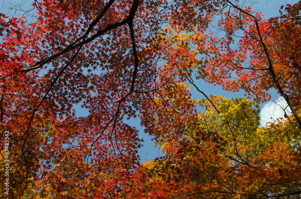 Foliage Leaves branching maple Tree in Japan