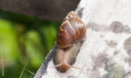 Snail in timber.