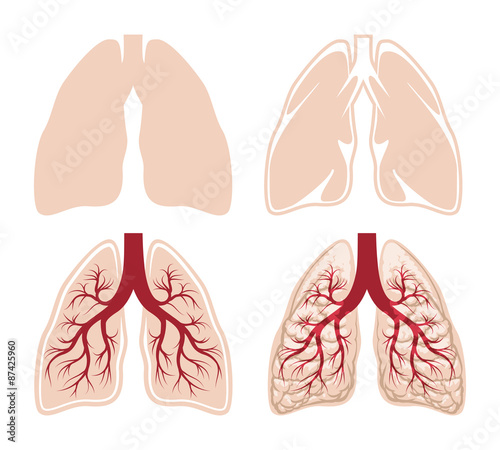 Human lungs vector