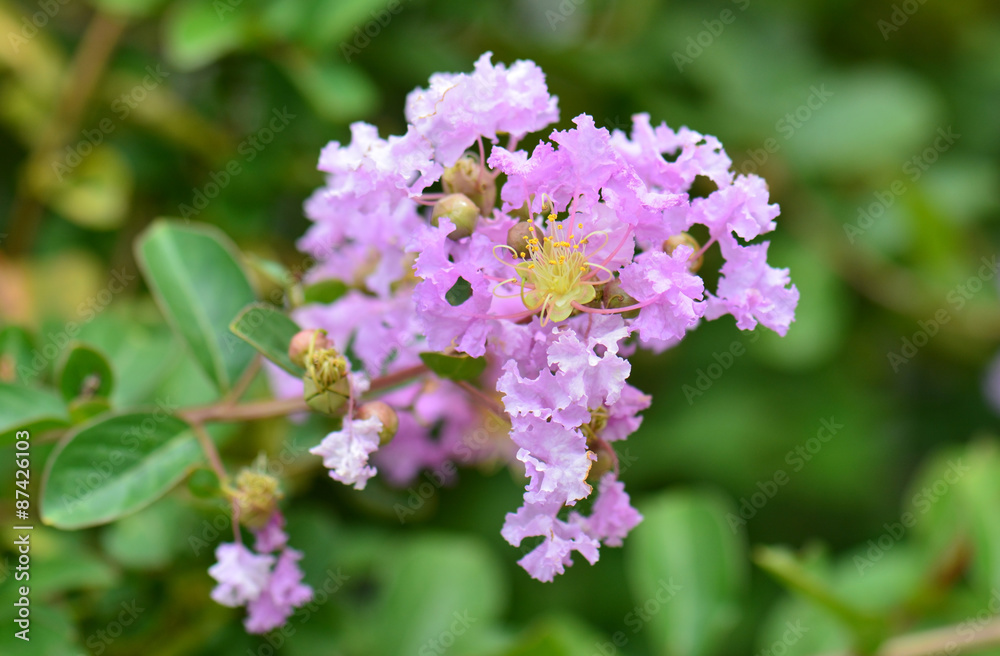 Lagerstroemia speciosa - Queen's flower Lagerstroemia speciosa - Queen's flower