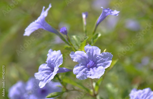 Ruellia tuberosa flower.