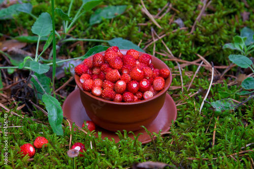 Wild strawberries in forest