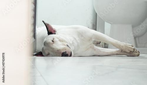 White Bull terrier dog sleeping and smiling in bathroom