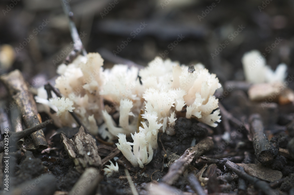 Clavulina cristata mushrooms