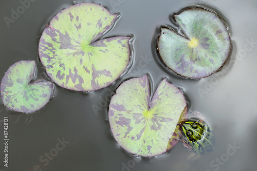Lily pads on the surface of a pond and green frog