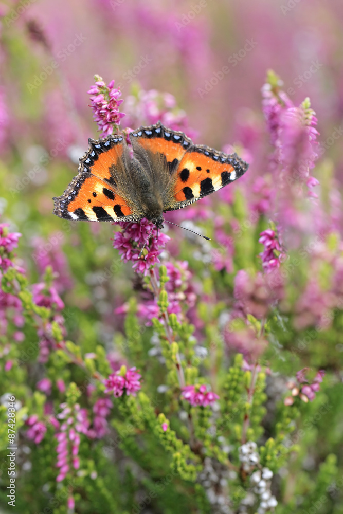 Calluna vulgaris known as Common Heather, ling, or simply heather with butterfly Small Tortoiseshell Calluna vulgaris known as Common Heather, ling, or simply heather with butterfly Small Tortoiseshell