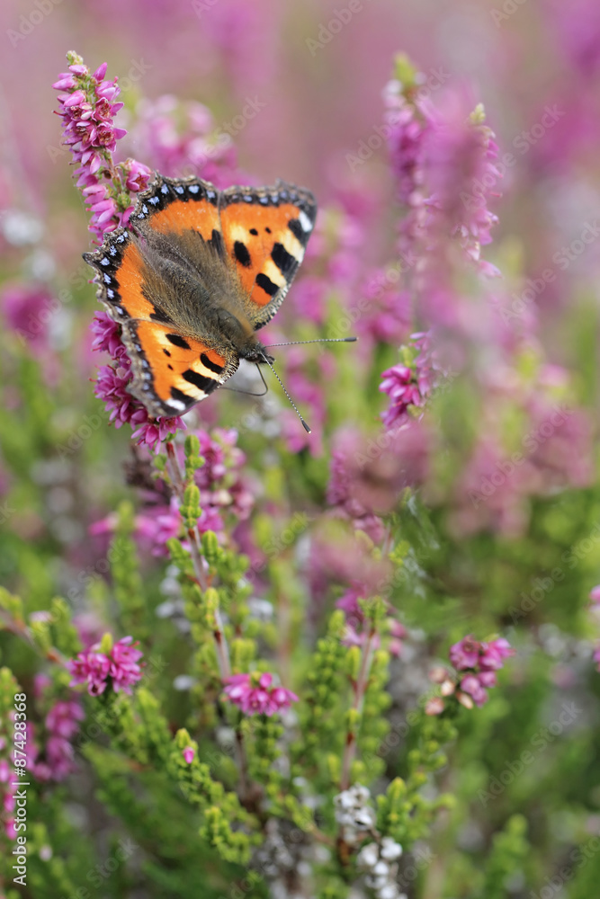 Calluna vulgaris known as Common Heather, ling, or simply heather with butterfly Small Tortoiseshell Calluna vulgaris known as Common Heather, ling, or simply heather with butterfly Small Tortoiseshell