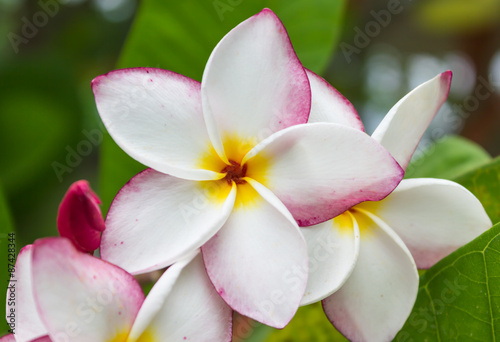 beautiful flower pink and white plumeria in nature background