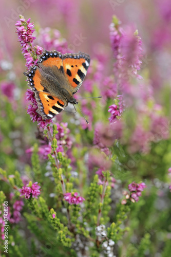 Calluna vulgaris known as Common Heather, ling, or simply heather with butterfly Small Tortoiseshell © butterfly-photos.org