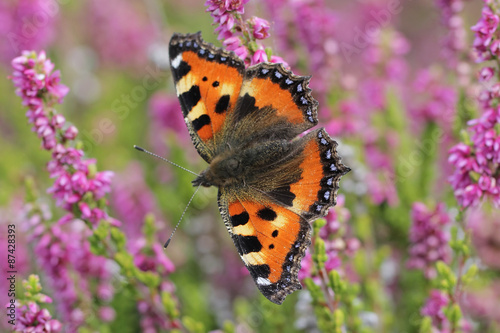Calluna vulgaris known as Common Heather, ling, or simply heather with butterfly Small Tortoiseshell © butterfly-photos.org