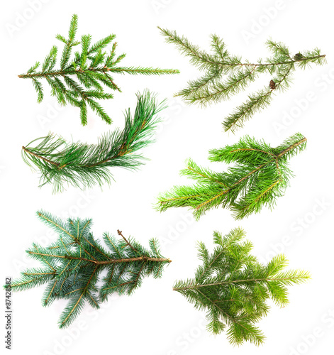Set of branches of coniferous trees isolated on white background