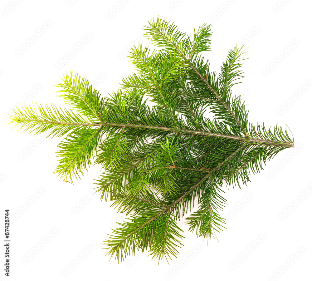 Fir branch on a white background for your design Fir branch on a white background for your design