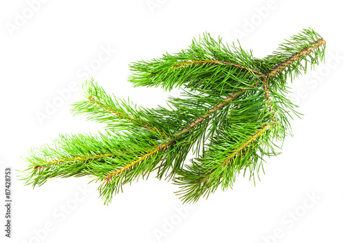 Pine branch on a white background for your design