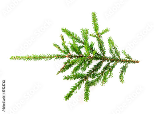 Spruce branch on a white background for your design