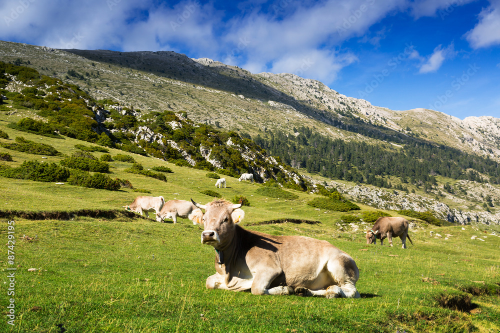 Cows in mountain meadow