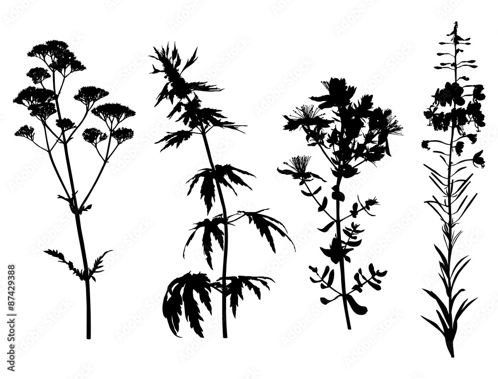 Naklejka premium Medicinal herbals set