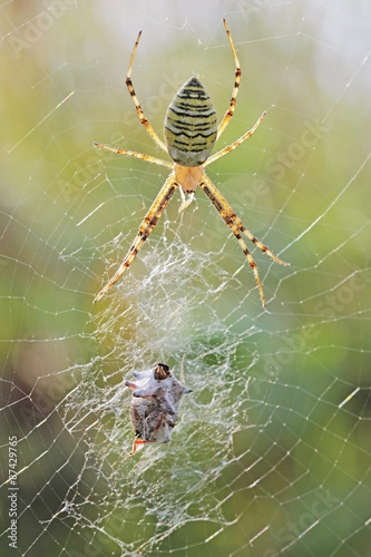 Wasp-spider with prey 