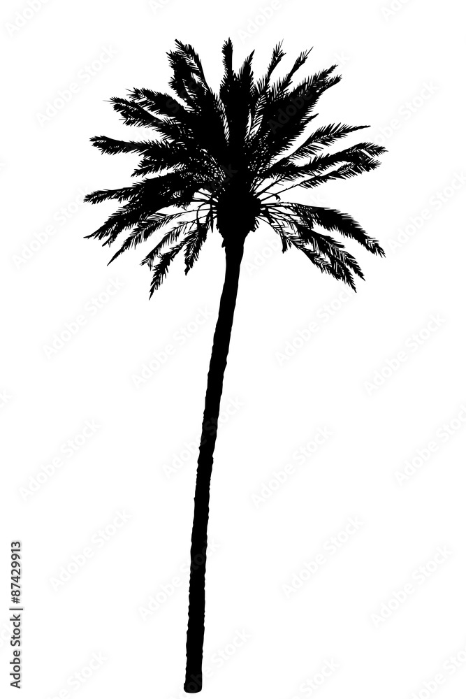 Fototapeta premium silhouette of palm trees realistic vector illustration