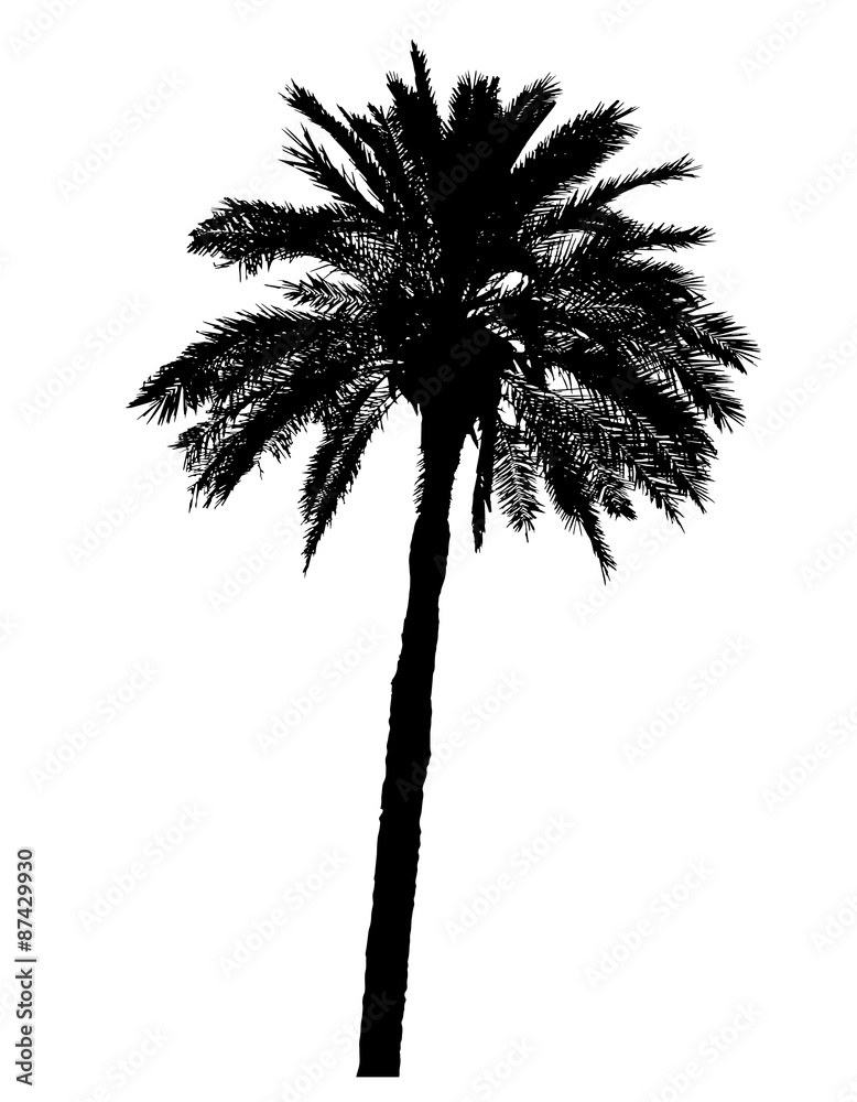 Fototapeta premium silhouette of palm trees realistic vector illustration