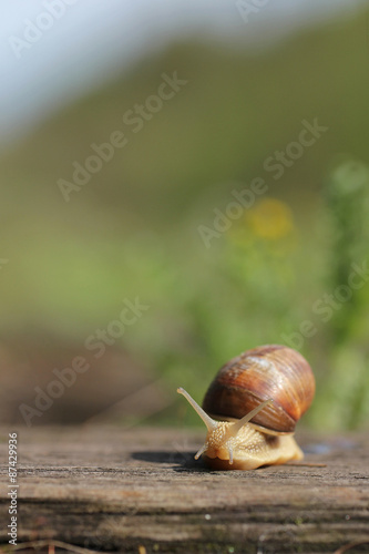 Helix pomatia, common names the Burgundy snail, Roman snail, edible snail or escargot