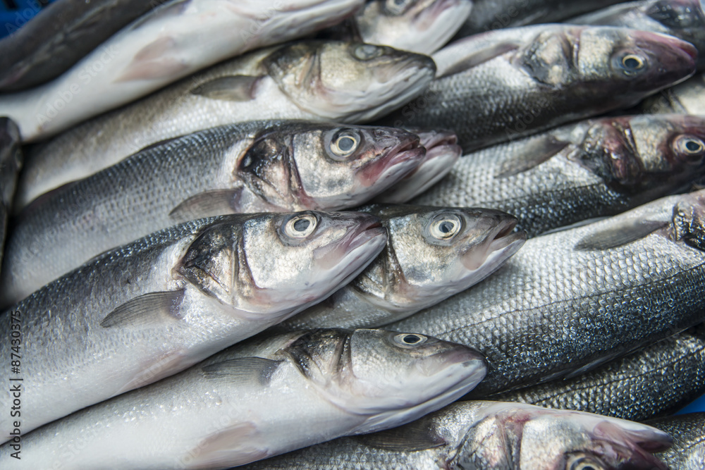 Fresh raw Mackerel fish in the market