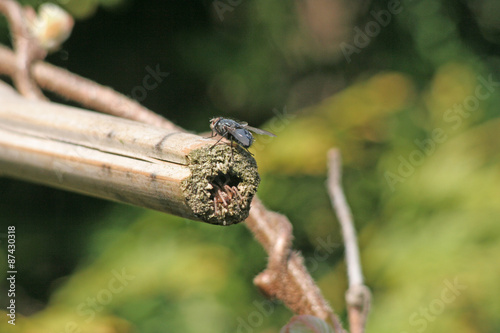 Spinne nah bei einer Fliege photo