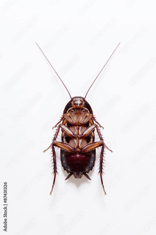 Cockroach
